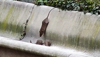 Denuncian la proliferación de ratas en un parque de Aranda