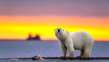 La gran amenaza para el oso polar