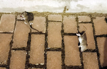 Proliferan las ratas en los barrios