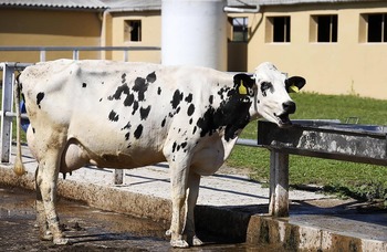 La CHD sanciona a Pascual por vertidos de su granja de vacas