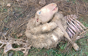 El lobo se asienta en Bozoó y mata a 40 ovejas más un ternero