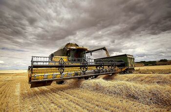 Itacyl espera una cosecha de trigo y cebada en la media