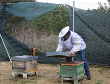 Agricultura inicia el pago de 2,27 millones a apicultores