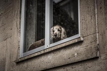 Los ladridos del perro le cuestan al dueño 600 euros de multa