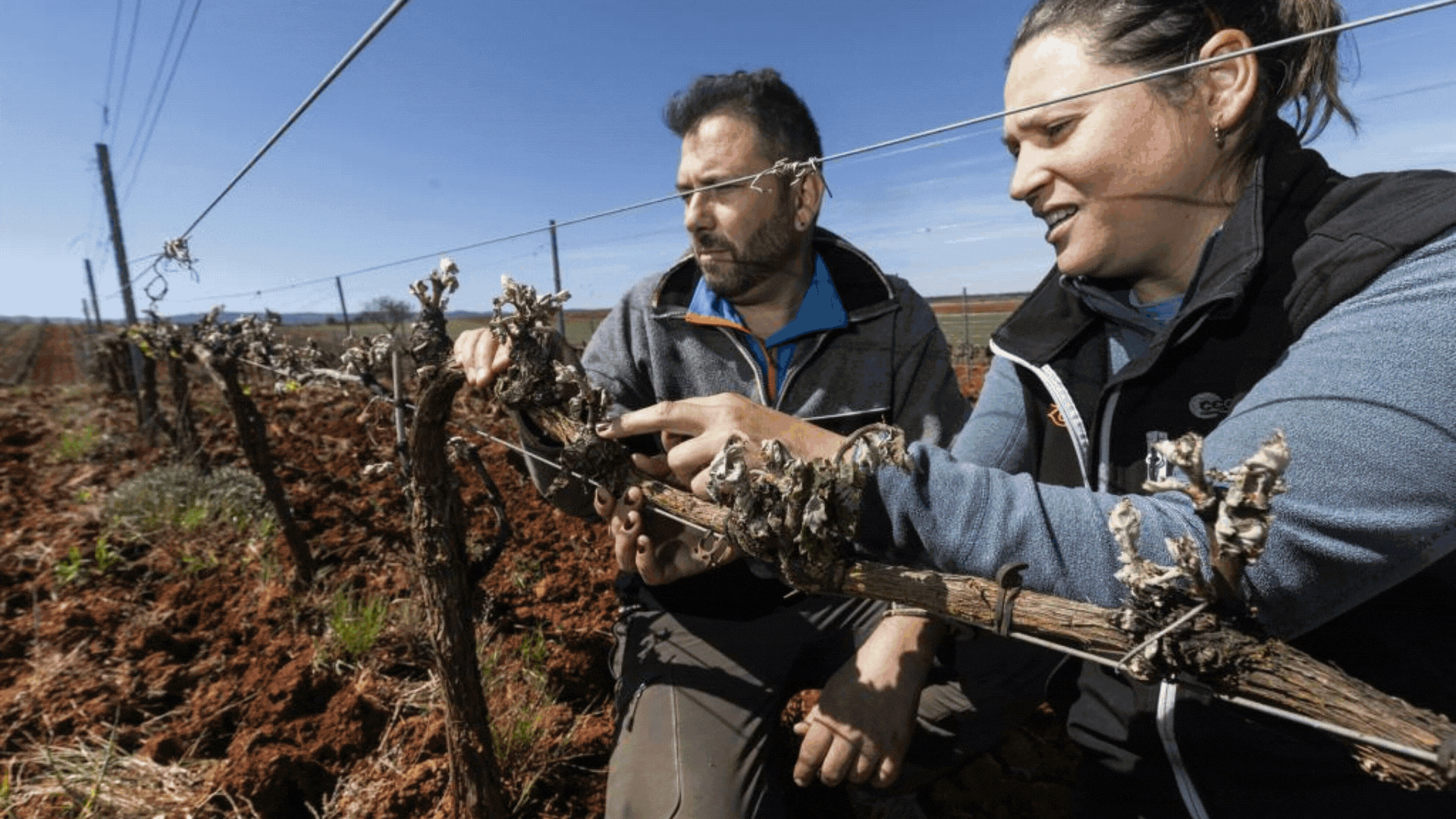 Una helada «letal» golpea al viñedo de la Ribera del Duero
