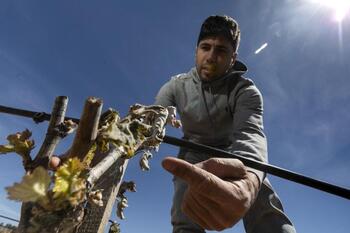 3.000 parcelas de la Ribera sufren daños graves por el hielo