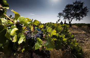 La Ribera combate el cambio climático con viñedos en altura